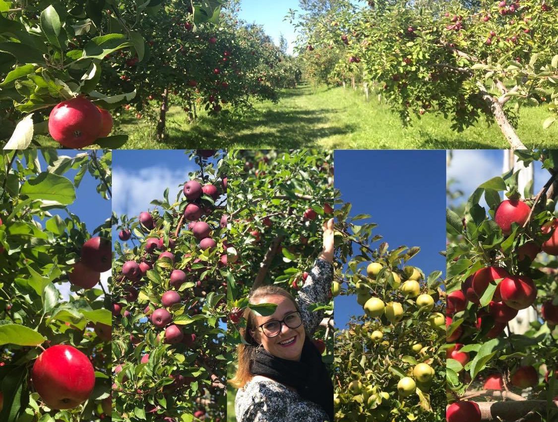 LEXIQUE CANADA-EUROPE : Les variétés de pommes